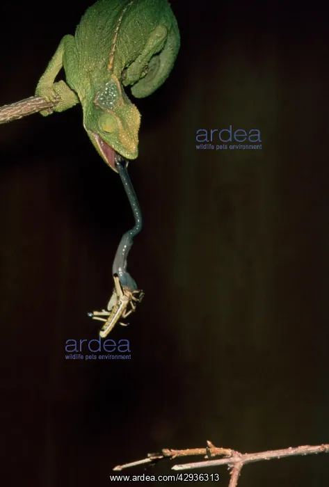 : Chamaeleon shooting out its tongue to catch prey : Chamaeleon shooting out its tongue to catch prey