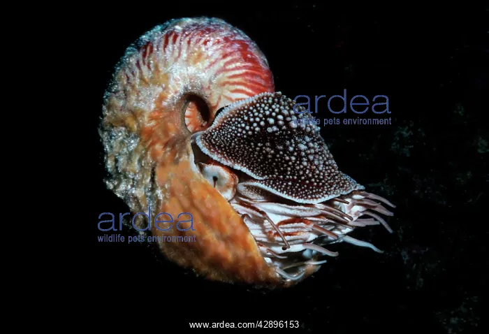 : Chambered Hairy NAUTILUS - very rare : Chambered Hairy NAUTILUS - very rare
