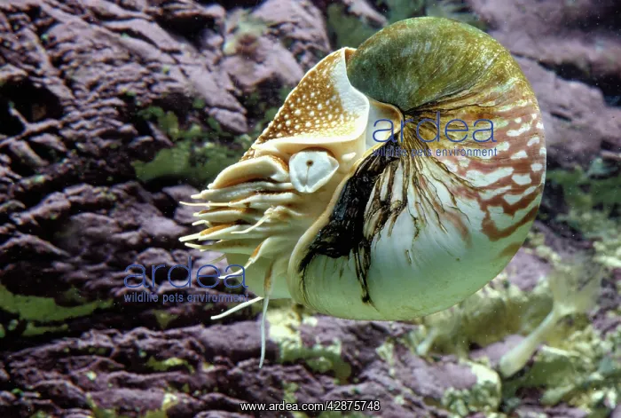 : Chambered / Pearly / Common NAUTILUS : Chambered / Pearly / Common NAUTILUS