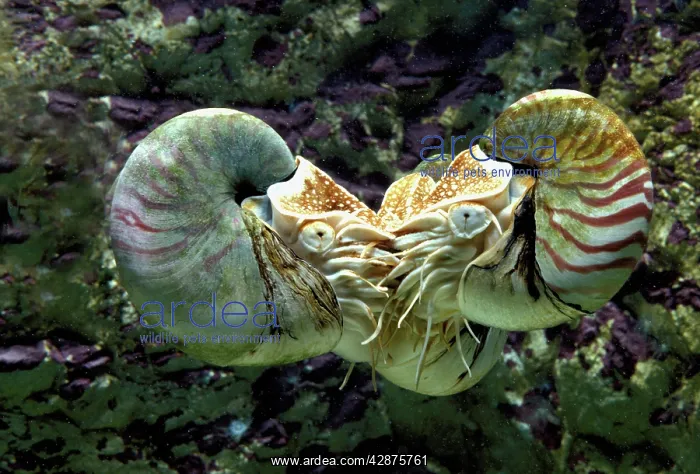 : Chambered / Pearly / Common NAUTILUS - three : Chambered / Pearly / Common NAUTILUS - three