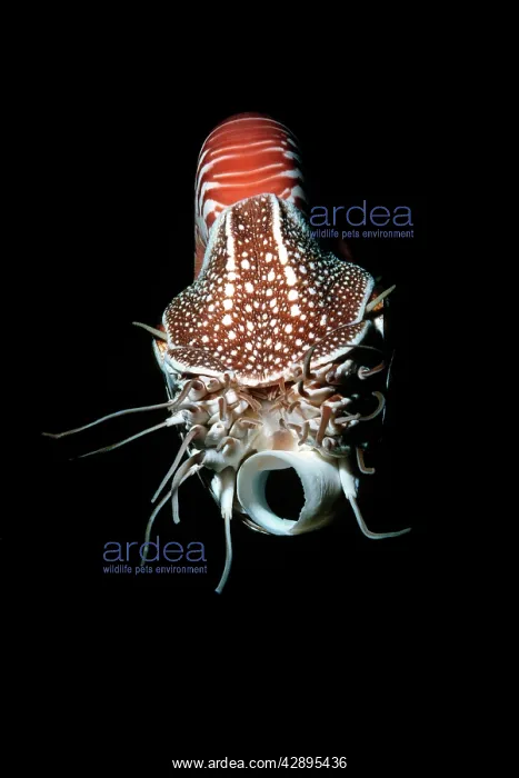 : Chambered / Pearly / Common NAUTILUS : Chambered / Pearly / Common NAUTILUS