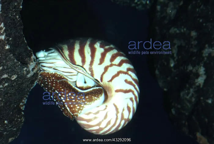 : Chambered / Pearly / Common NAUTILUS : Chambered / Pearly / Common NAUTILUS