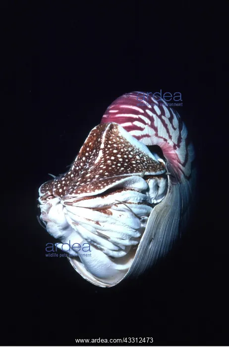 : Chambered / Pearly / Common NAUTILUS : Chambered / Pearly / Common NAUTILUS