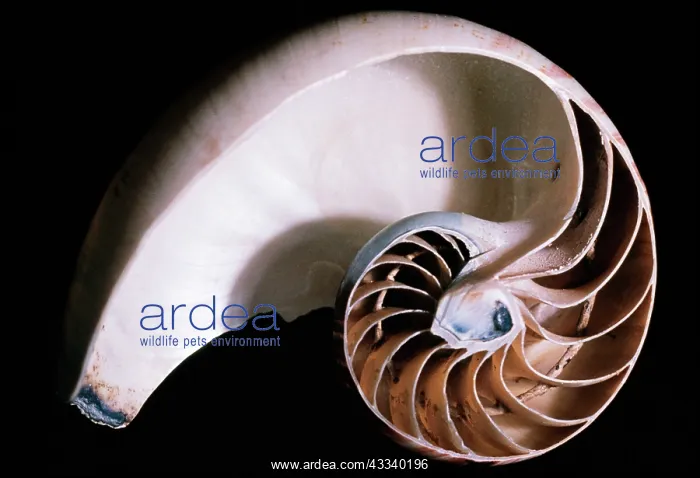 : Chambered / Pearly / Common NAUTILUS : Chambered / Pearly / Common NAUTILUS