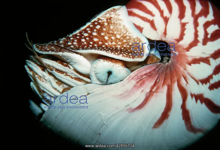 : Chambered / Pearly / Common NAUTILUS - close-up : Chambered / Pearly / Common NAUTILUS - close-up
