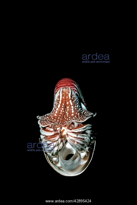 : Chambered / Pearly / Common NAUTILUS - in deep water : Chambered / Pearly / Common NAUTILUS - in deep water