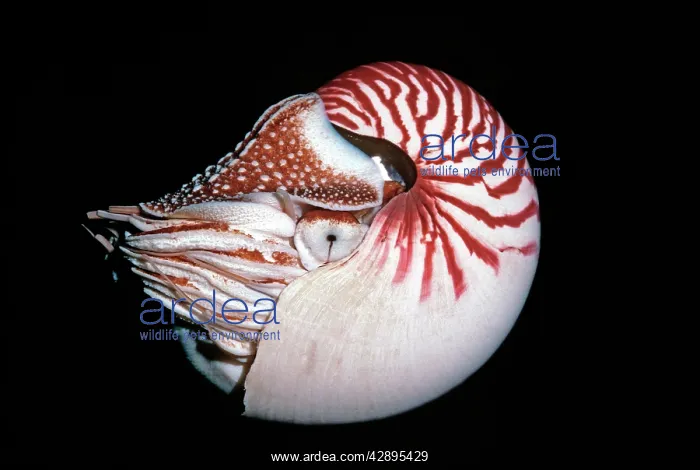 : Chambered / Pearly / Common NAUTILUS - in deep water : Chambered / Pearly / Common NAUTILUS - in deep water