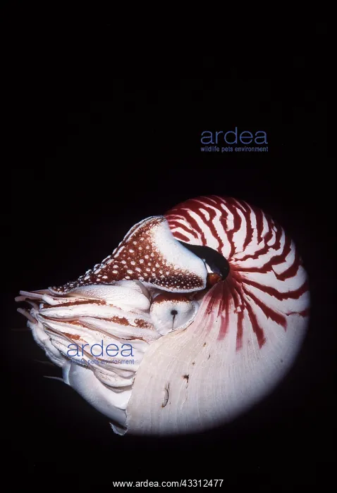 : Chambered / Pearly / Common NAUTILUS - Shell : Chambered / Pearly / Common NAUTILUS - Shell