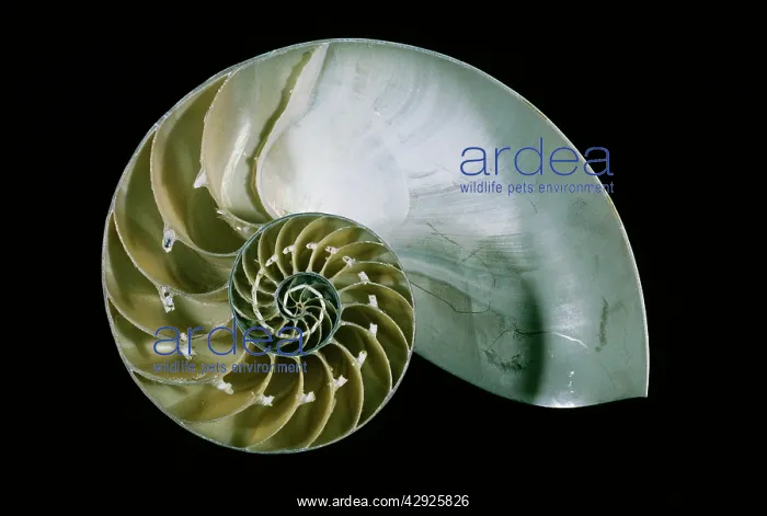 : Chambered / Pearly / Common NAUTILUS - Showing : Chambered / Pearly / Common NAUTILUS - Showing