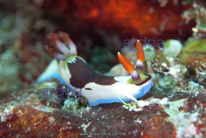  : Chamberlain's Nembrotha Nudibranch