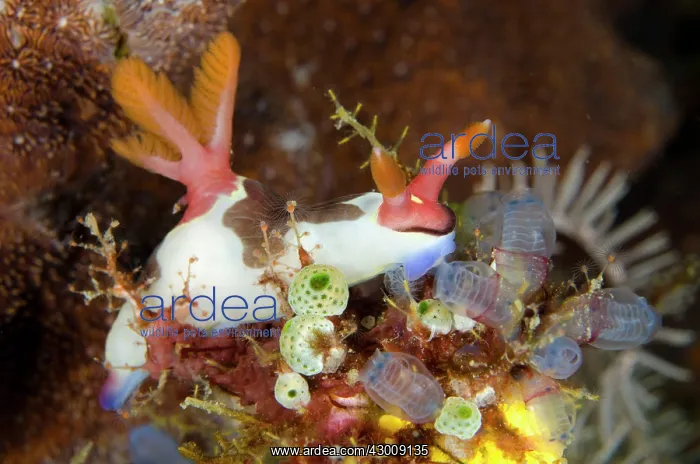 : Chamberlain's Nembrotha Nudibranch feeding on Sea : Chamberlain's Nembrotha Nudibranch feeding on Sea