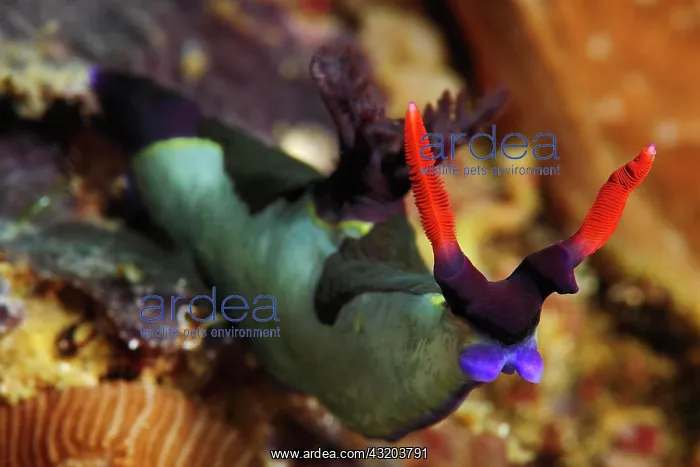 : Chamberlain's neon star snail (Nembrotha chamberlaini) : Chamberlain's neon star snail (Nembrotha chamberlaini)