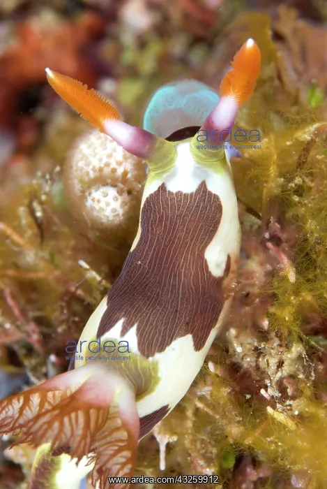 : Chamberlain's Nudibranch on coral eating sea squirts : Chamberlain's Nudibranch on coral eating sea squirts