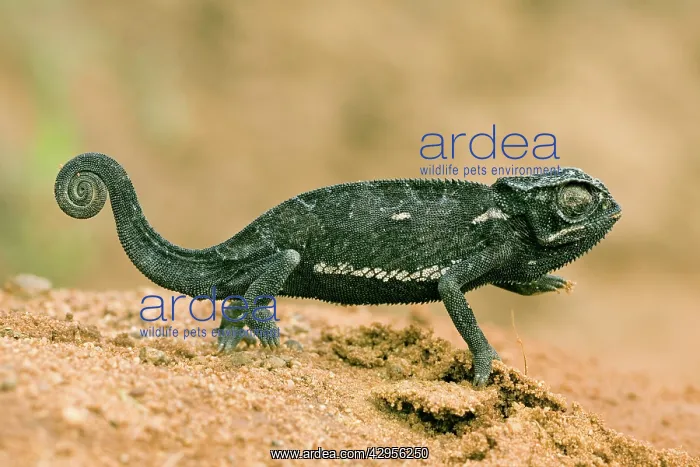 : Chameleon (Chamaeleonidae family). Lake Tanganika, Tanzania, Africa : Chameleon (Chamaeleonidae family). Lake Tanganika, Tanzania, Africa