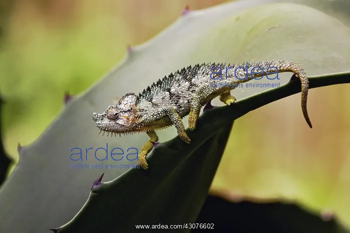 : Chameleon in captivity, Thomson's Falls, Kenya, Africa : Chameleon in captivity, Thomson's Falls, Kenya, Africa