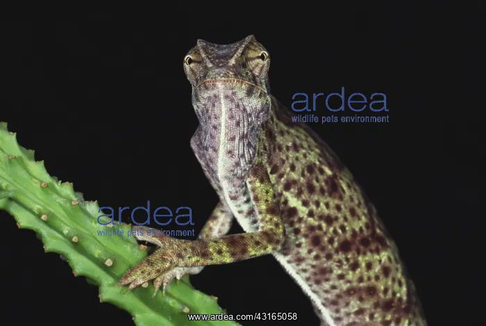 : Chameleon. Senegalese Chameleon : Chameleon. Senegalese Chameleon