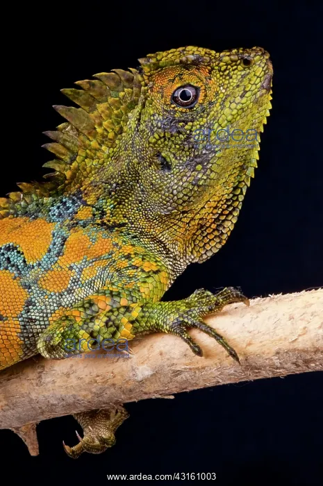 : Chameleon agama (Gonocephalus chamaeleontinus) : Chameleon agama (Gonocephalus chamaeleontinus)