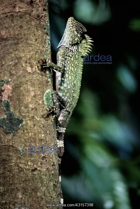 : Chameleon Angle-Headed Lizard : Chameleon Angle-Headed Lizard