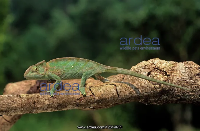 : Chameleon - on branch : Chameleon - on branch