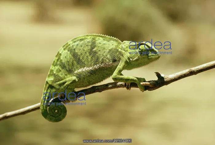 : CHAMELEON - on branch : CHAMELEON - on branch