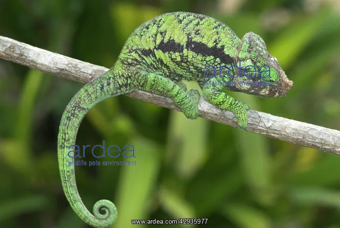  : Chameleon on branch