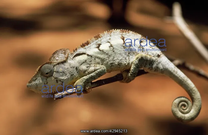 : CHAMELEON - on branch, endemic : CHAMELEON - on branch, endemic