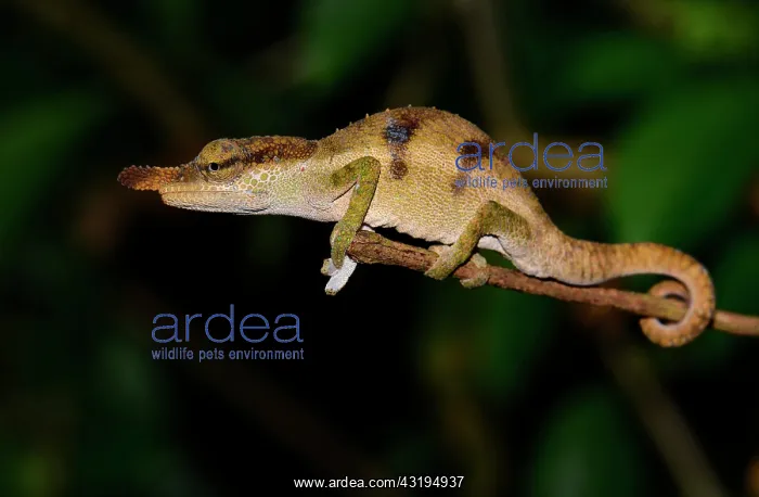 : Chameleon (Calumma linotum), male, rainforest, Montagne : Chameleon (Calumma linotum), male, rainforest, Montagne