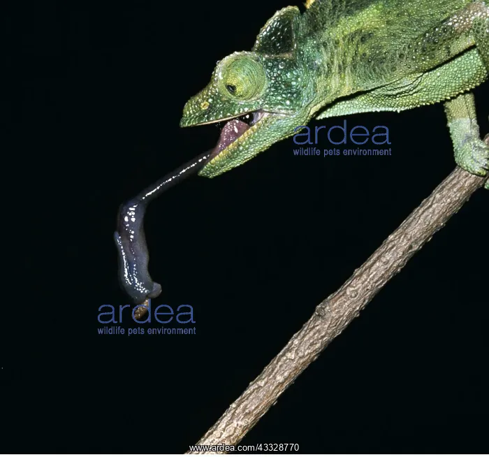  : Chameleon catching prey on sticky tongue that extends