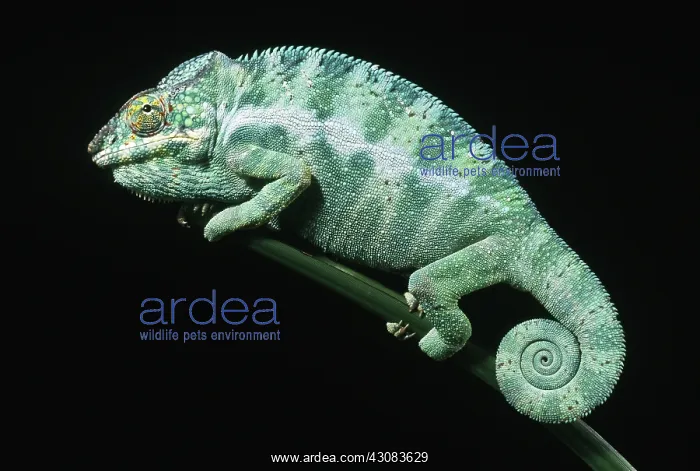  : Chameleon (Chameleo pardalis)