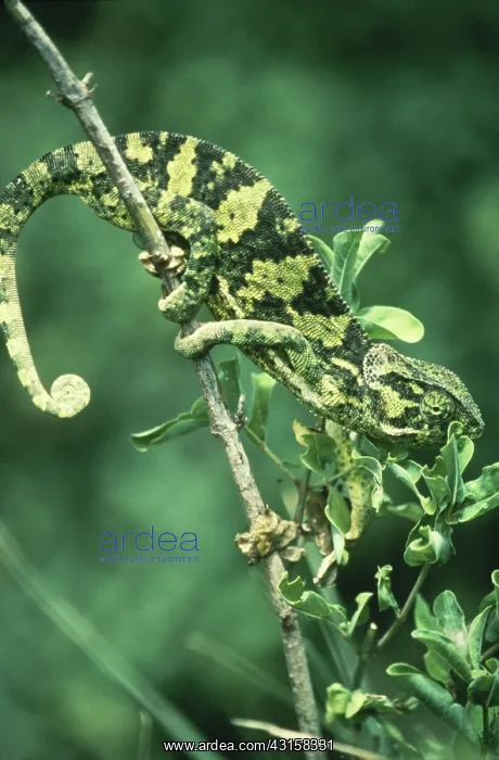 : Chameleon changing color : Chameleon changing color