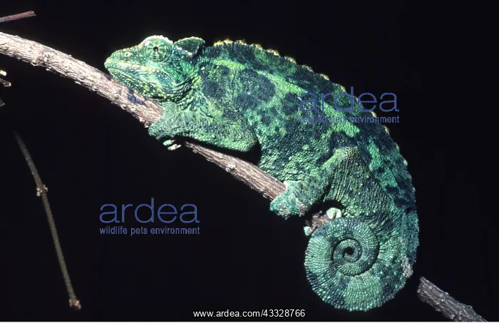 : CHAMELEON - colour variation : CHAMELEON - colour variation