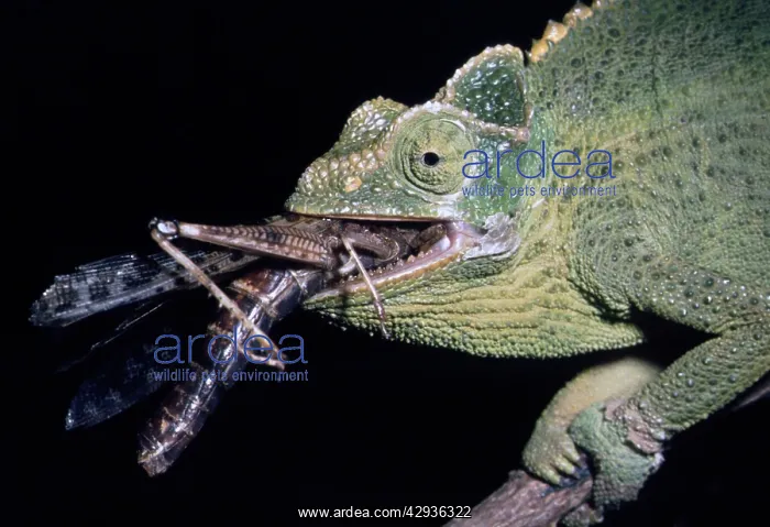 : Chameleon eating a locust : Chameleon eating a locust