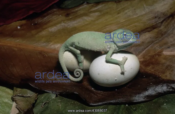 : Chameleon with Eggs : Chameleon with Eggs