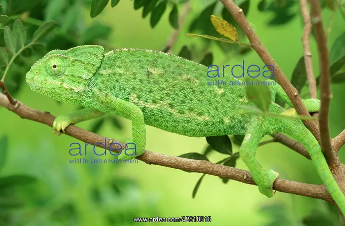 : Chameleon - female : Chameleon - female