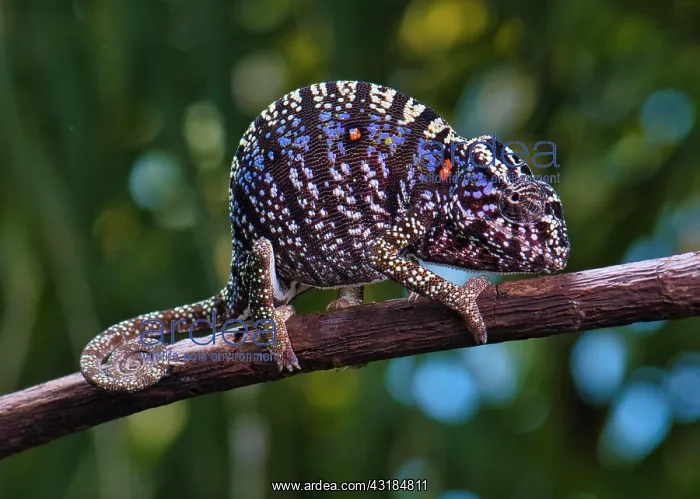 : Chameleon female (Furcifer voeltzkowi), rediscovered : Chameleon female (Furcifer voeltzkowi), rediscovered