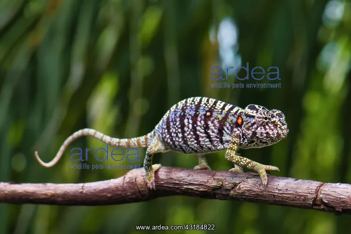 : Chameleon female (Furcifer voeltzkowi), rediscovered : Chameleon female (Furcifer voeltzkowi), rediscovered
