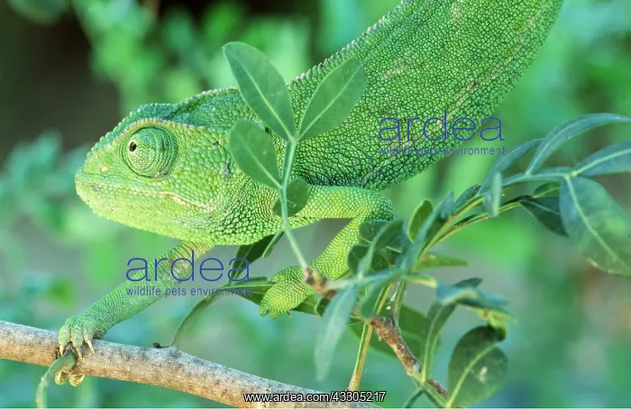 : CHAMELEON - female on leafy branch : CHAMELEON - female on leafy branch