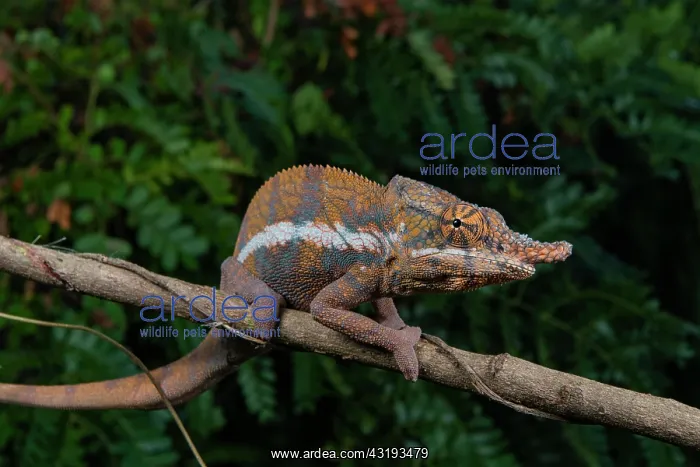 : Chameleon (Furcifer angeli), male in the dry forests : Chameleon (Furcifer angeli), male in the dry forests