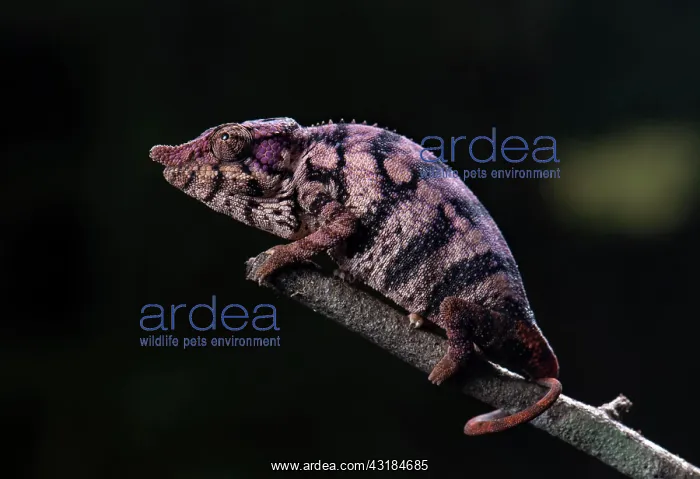 : Chameleon (Furcifer rhinoceratus), in Ankarafantsika : Chameleon (Furcifer rhinoceratus), in Ankarafantsika