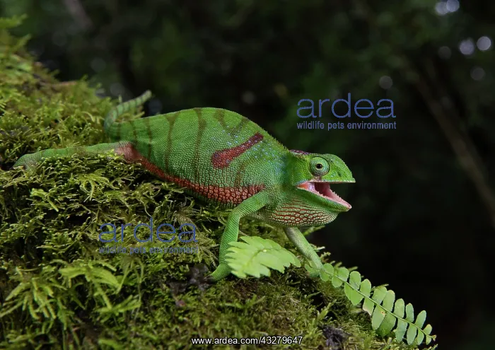 : Chameleon (Furcifer timoni), female, North Madagascar : Chameleon (Furcifer timoni), female, North Madagascar