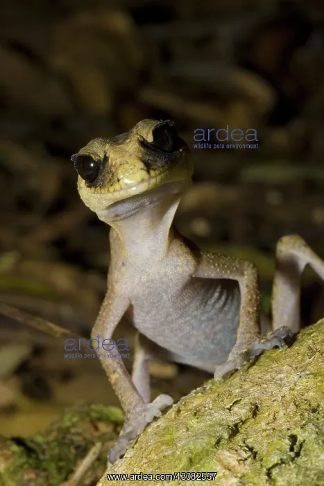 : Chameleon Gecko : Chameleon Gecko