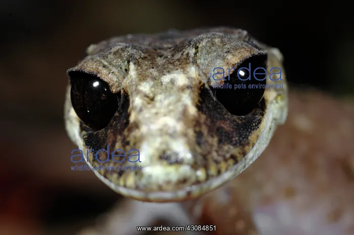 : Chameleon Gecko (Carphodactylus laevis) : Chameleon Gecko (Carphodactylus laevis)