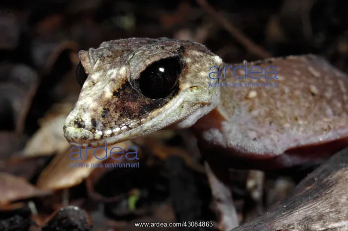 : Chameleon Gecko (Carphodactylus laevis) : Chameleon Gecko (Carphodactylus laevis)