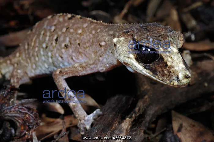 : Chameleon Gecko (Carphodactylus laevis) : Chameleon Gecko (Carphodactylus laevis)