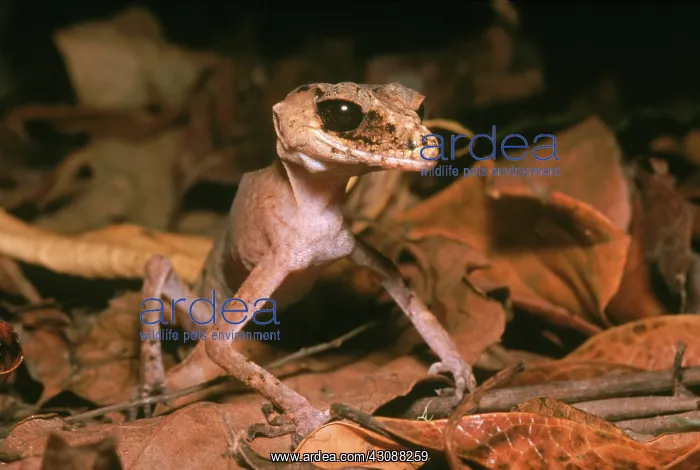 : Chameleon Gecko (Carphodactylus laevis) : Chameleon Gecko (Carphodactylus laevis)