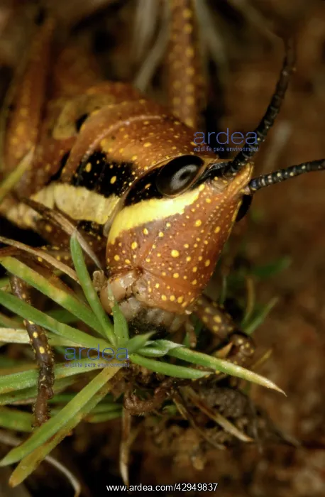 : Chameleon grasshopper - male : Chameleon grasshopper - male