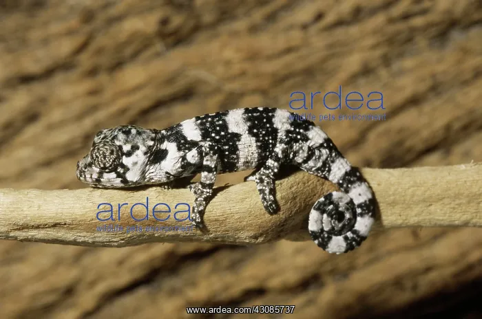 : Chameleon Hatchling : Chameleon Hatchling
