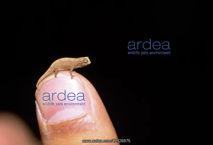 : CHAMELEON - on human finger, to show scale : CHAMELEON - on human finger, to show scale