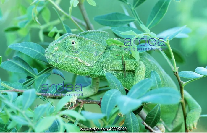: CHAMELEON - on leafy branch : CHAMELEON - on leafy branch