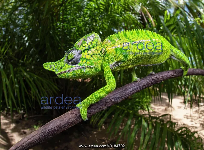 : Chameleon male (Furcifer voeltzkowi), rediscovered : Chameleon male (Furcifer voeltzkowi), rediscovered